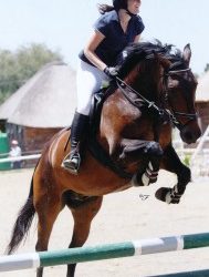 What Horses Can Teach You About Relationships?