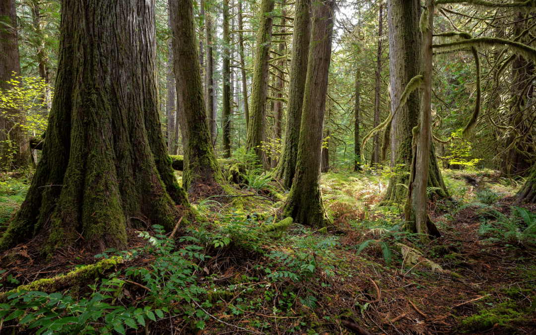 Investing in Our Future: Why Should We Continue Planting Trees