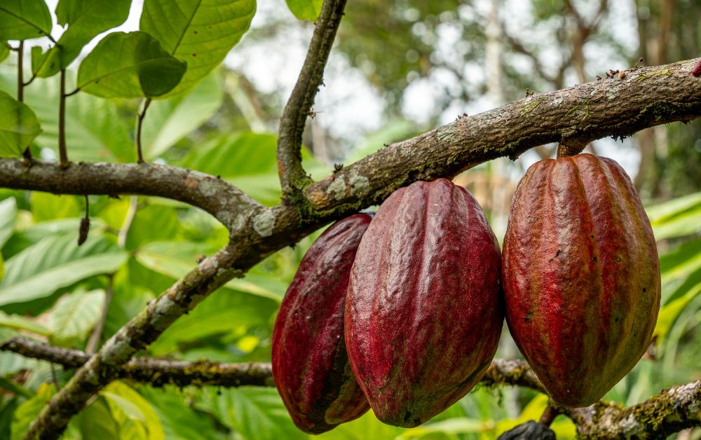 The Last Cocoa Bean A World Without Chocolate The Last Cocoa Bean A World Without Chocolate