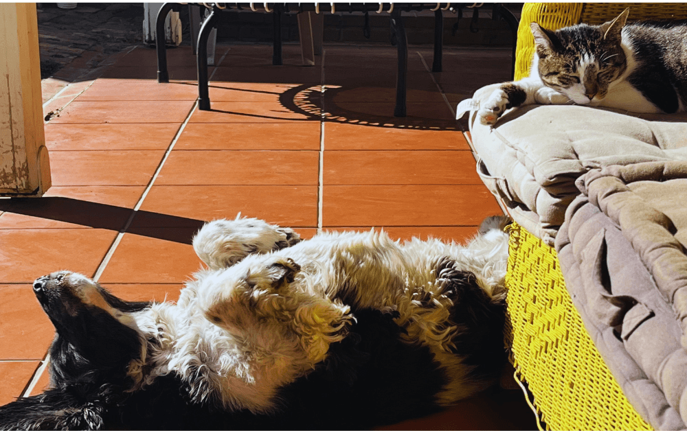 Does your organisation have a pet policy by Jude Foulston